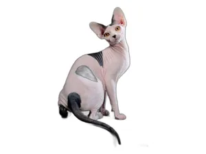 Щётка стеклоочистителя бескаркасная 50см./20", 1шт., 5-ть адаптеров, SILICONE, уп. короб, артикул AWBBS008